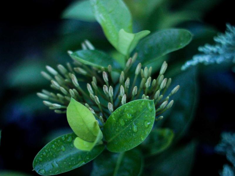 宿醉解药<br>gitbuvf.cn 番茄汁加盐方